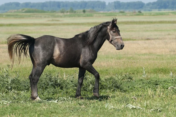 美しい黒い馬のフィールドでプレー — ストック写真