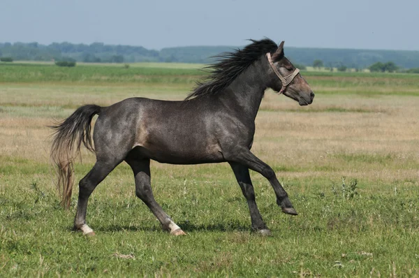 Beautiful black horse playing on the field — Stock Photo, Image