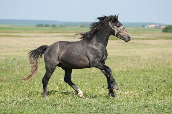 Beautiful black horse playing on the field — Stock Photo, Image