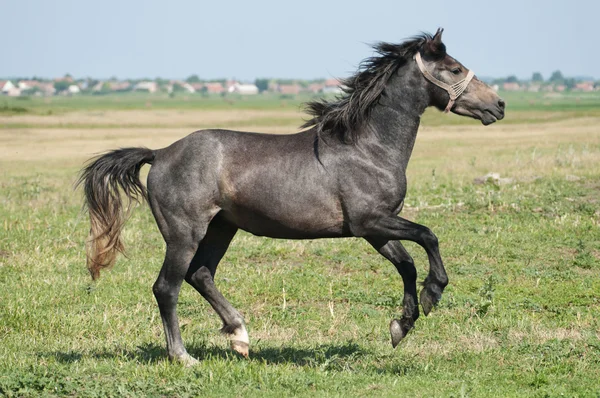 Όμορφο μαύρο άλογο παίζει στο γήπεδο — Φωτογραφία Αρχείου