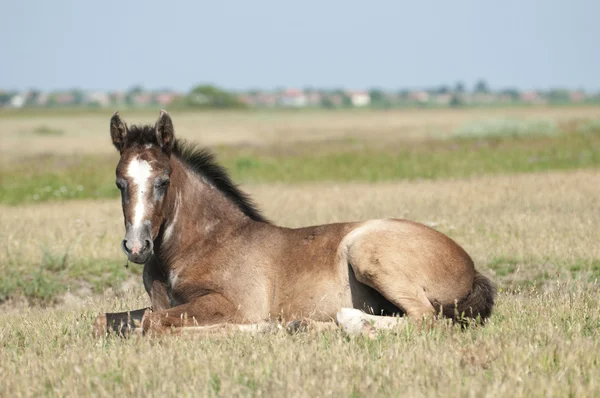 Foal on a summer pasture — Stock Photo, Image