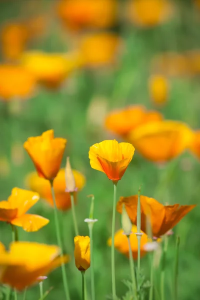 Çiçek eshsholtsiya — Stok fotoğraf