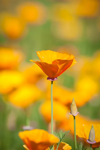 Blumen eshsholtsiya — Stockfoto