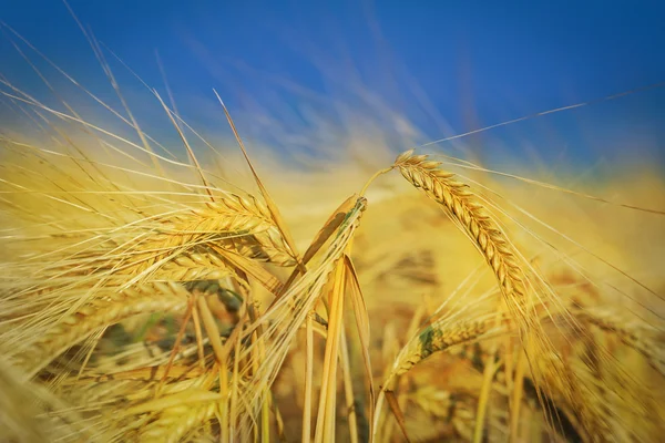 Пшеничное поле на голубом небе — стоковое фото