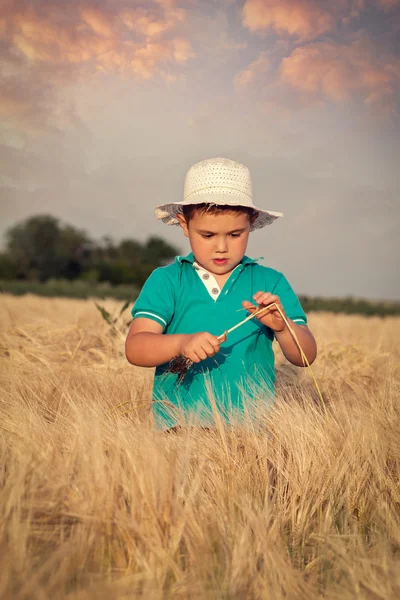 Buğday tarlasında küçük bir çocuk — Stok fotoğraf