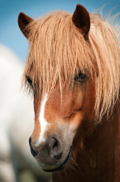 Primer plano de la cabeza de caballo — Foto de Stock