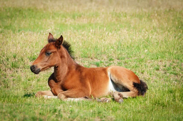 Foal on pasture — Stock Photo, Image