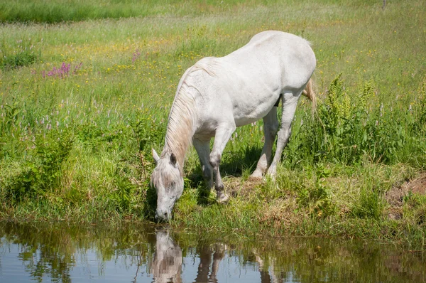 Biały koń na górskie jezioro — Zdjęcie stockowe