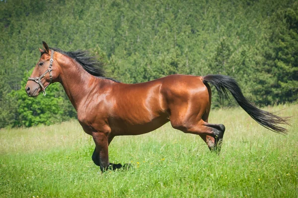 Cavallo nel prato — Foto Stock