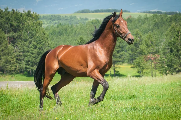 Horse in meadow — Stock Photo, Image