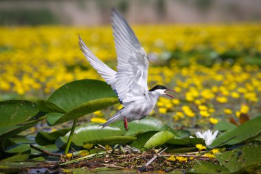 Yetişkin ortak kırlangıçlar sterna hirundo