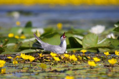 Adult common terns Sterna hirundo clipart