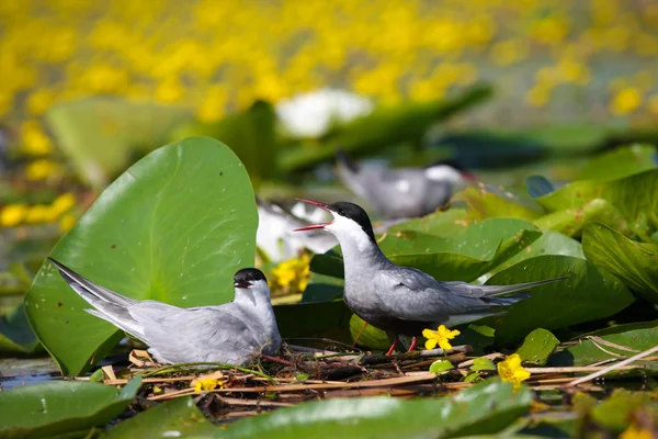 stock image Adult common terns Sterna hirundo