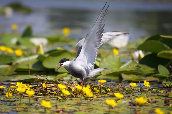 stock image Adult common terns Sterna hirundo