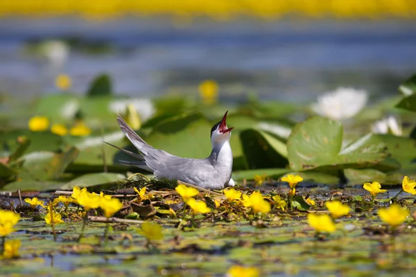 stock image Adult common terns Sterna hirundo