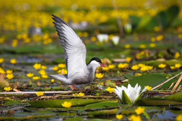 stock image Adult common terns Sterna hirundo