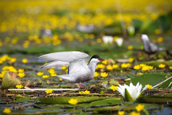 Adult common terns Sterna hirundo — Stock Photo, Image