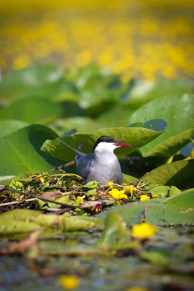 stock image Adult common terns Sterna hirundo