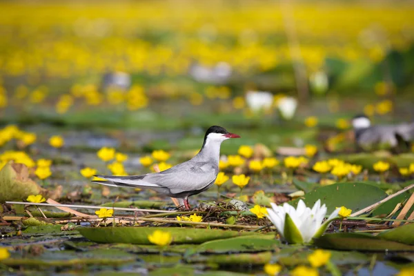 Stock image Adult common terns Sterna hirundo