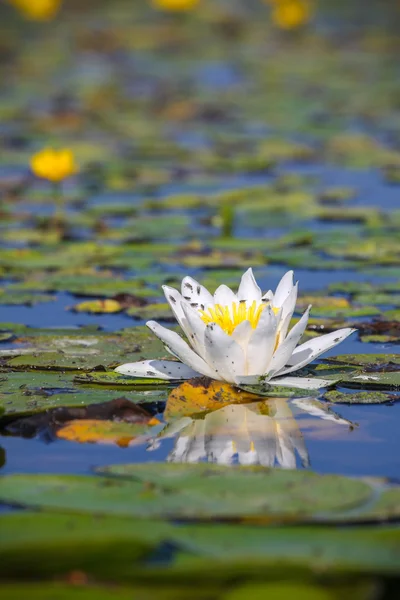 Белая лилия на озере — стоковое фото