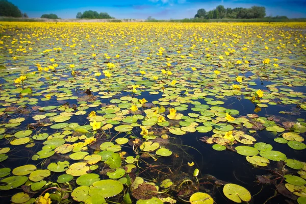 Lotus alanı — Stok fotoğraf