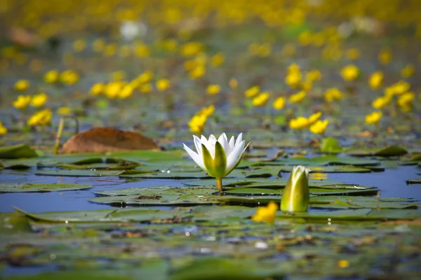 White water lily on the lake — Stock Photo, Image