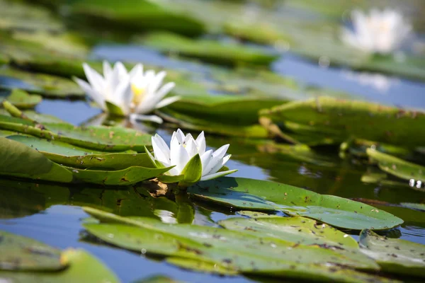 Белая лилия на озере — стоковое фото