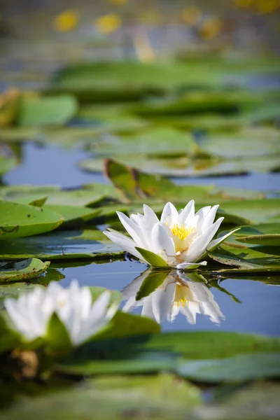 White water lily on the lake Royalty Free Stock Images