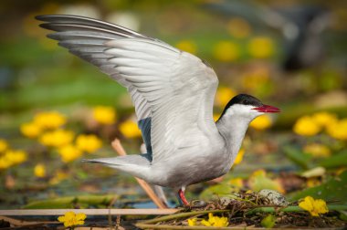 Yetişkin ortak kırlangıçlar sterna hirundo-yuva üzerinde