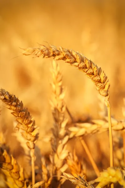 Campo di grano dorato — Foto Stock