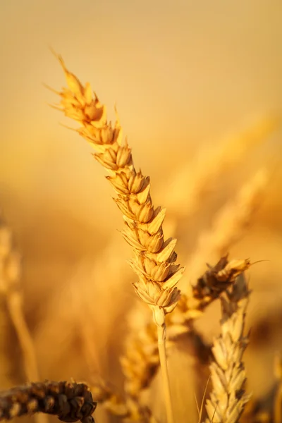Goldenes Weizenfeld — Stockfoto