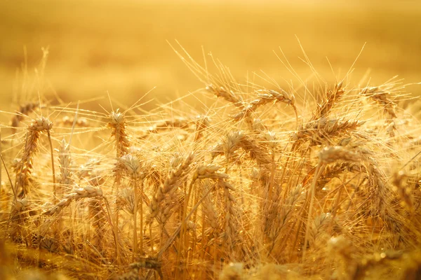 Pole pszenicy złotej — Zdjęcie stockowe