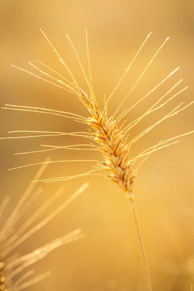 Pole pszenicy złotej — Zdjęcie stockowe
