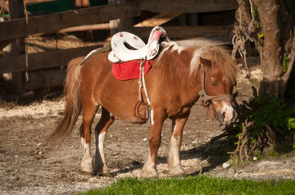 Cavalo em miniatura — Fotografia de Stock