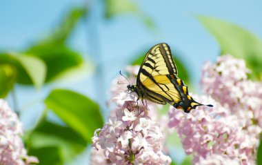 Bahar Swallowtail kelebek.