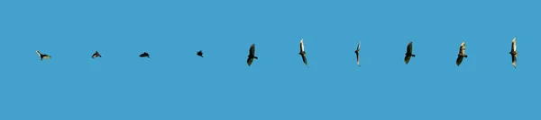 stock image Turkey vulture flight sequence isolated.