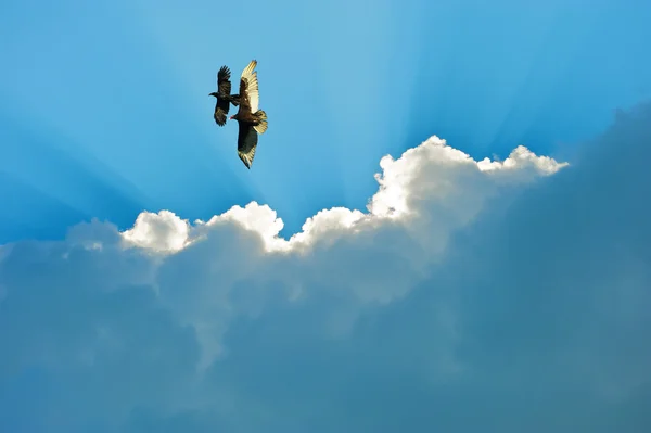Turkeyvulture e corvo che volano insieme . — Foto Stock
