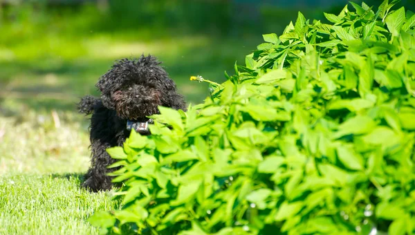 Toy poodle puppy peeking.. — Stock Photo, Image