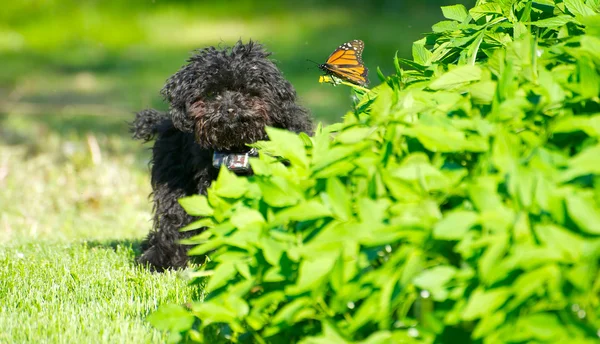 Toy poodle puppyhappy with a butterfly. — Stock Photo, Image