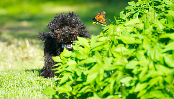 Toy poodle puppyhappy with a butterfly.