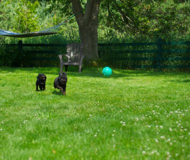 Poodle pups happily chasing a ball. clipart