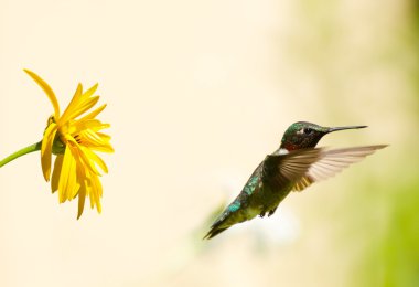 Male ruby throated hummingbird. clipart