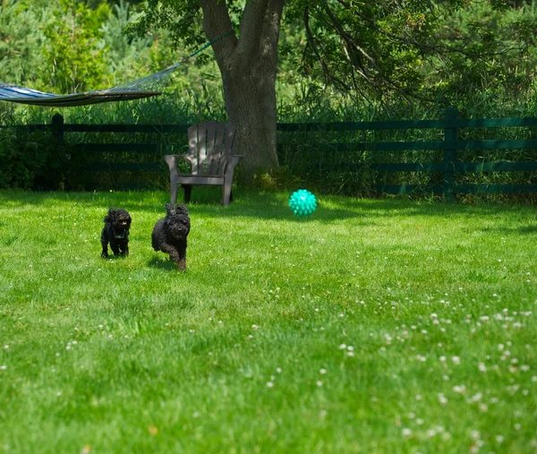Poodle pups happily chasing a ball. — Stock Photo, Image