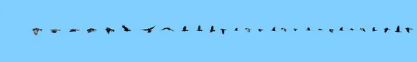 Sequenza di volo del corvo . — Foto Stock