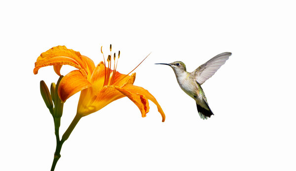 Ruby thraoted hummingbird and lily.