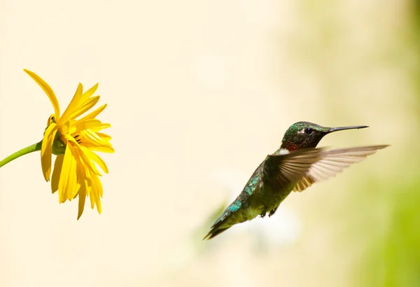 Mužské ruby throated kolibřík. — Stock fotografie