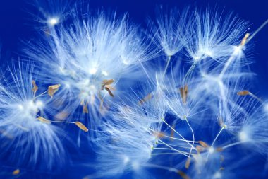 Dandelion clipart