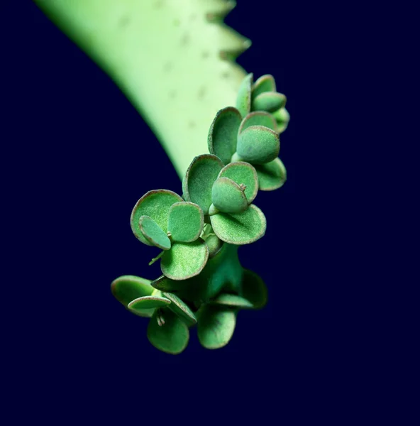 Kalanchoe sprouts — Stock Photo, Image