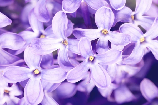 Foto de Macro pureza florescendo Lilac Imagem De Stock