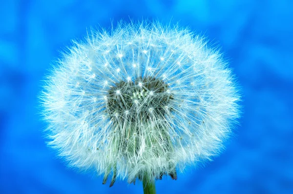 Dandelion on blue background — Stock Photo, Image